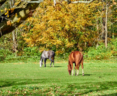 Forest area cleared for horses to graze in Minnesota.