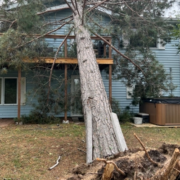A pine tree that fell on a Northern Minnesota home.