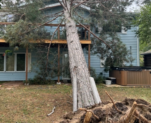 A pine tree that fell on a Northern Minnesota home.