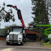 A tree being removed in Northern Minnesota by a Tree-Mek machine.