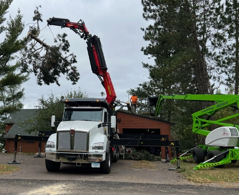 A tree being removed in Northern Minnesota by a Tree-Mek machine.