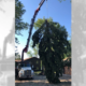A Tree-Mek tree crane removing a diseased tree.
