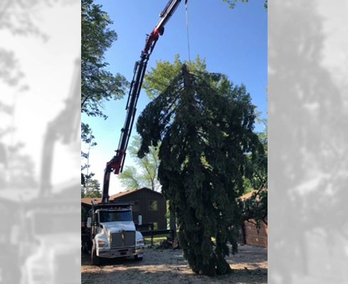 A Tree-Mek tree crane removing a diseased tree.