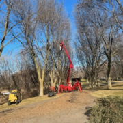 A tree service using a mechanical lift to trim trees along a driveway.