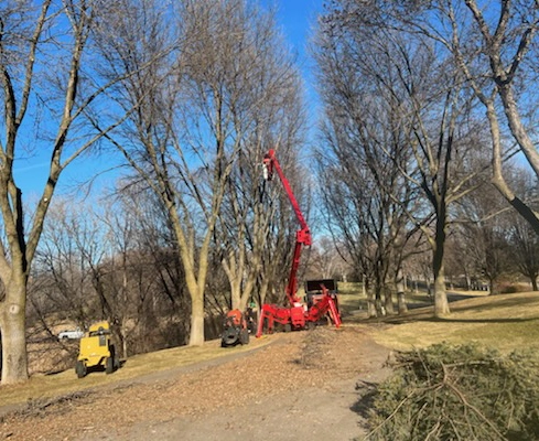 A tree service using a mechanical lift to trim trees along a driveway.