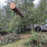 A storm-damaged tree that was cut down next to a tree removal truck.
