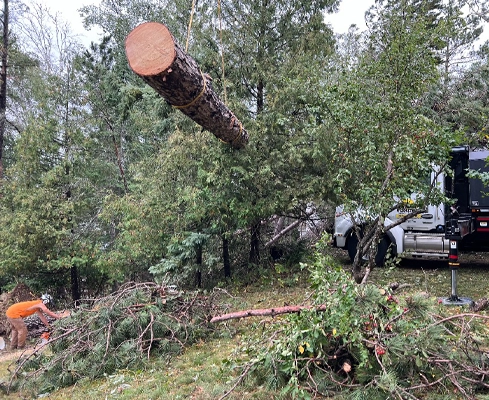 stromDamagedTreeBlog A storm-damaged tree that was cut down next to a tree removal truck.